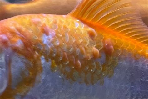 Common Goldfish Diseases: How to Identify and Treat Them