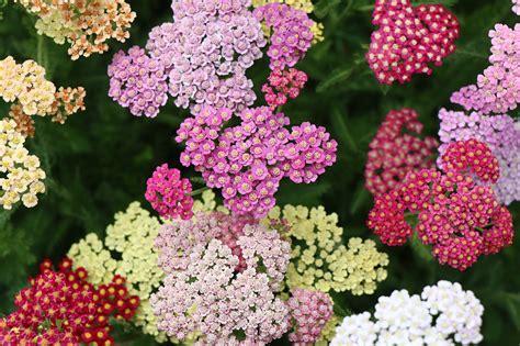 Yarrow Flower Plants Pointed - Free photo on Pixabay