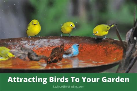 Attracting Birds To Your Yard (Advice, Tips and Techniques)