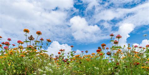 Check Out These Local Louisiana Flower Farms | Farm Bureau Insurance