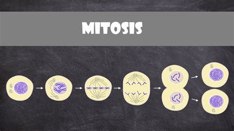 Mitosis (animal cells) | Cell Biology - YouTube