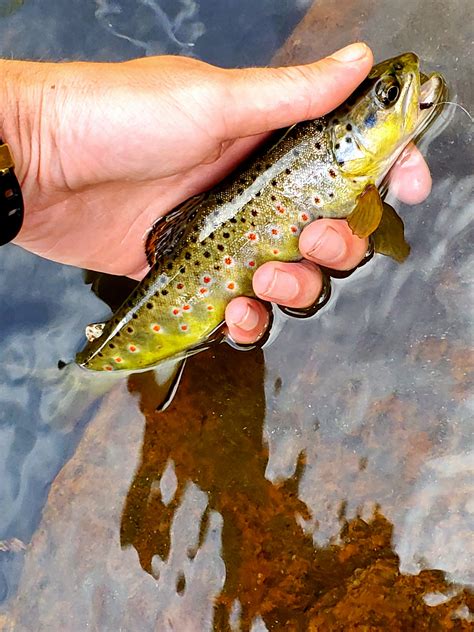 First trout on the dry fly, been fishing all my life but just recently got into fly fishing and ...