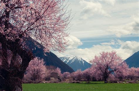 Peach Tree Blossom Wallpaper