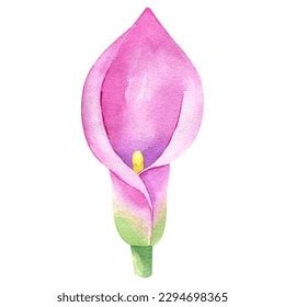 Watercolor Hand Drawn Calla Lily Isolated Stock Illustration 2294698365 ...