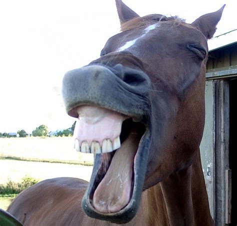 Horse Laugh | Flickr - Photo Sharing! | Laughing horse, Funny animals ...