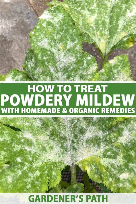 Treat Powdery Mildew Using Homemade and Organic Remedies