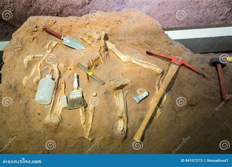 Skeleton And Archaeological Tools. Royalty-Free Stock Image ...