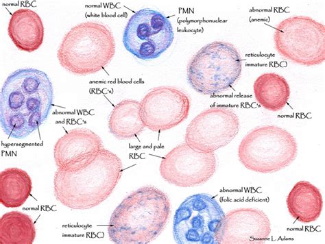 Blood Cells Drawing at GetDrawings | Free download