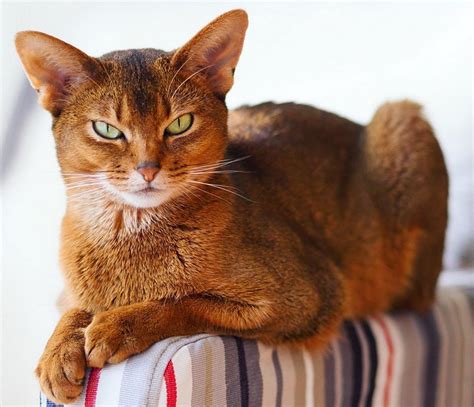 Abyssinian cat in 2020 | Abyssinian cats, Most beautiful cat breeds, Cats