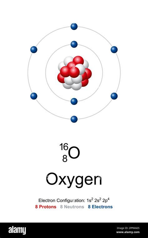 Oxygen, atom model of oxygen-16 with 8 protons, 8 neutrons and 8 electrons Stock Vector Image ...