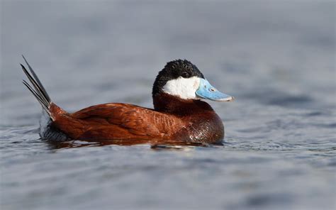 Ruddy Duck | Audubon Field Guide