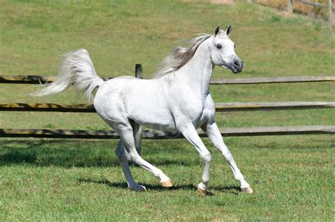 White Arabian Stallion with Flagging Tail #14646 | Dierks Photo Altoona