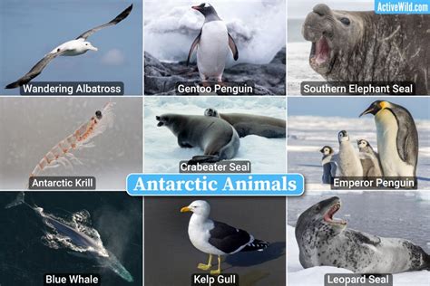 Top 118 + Polar region animals chart - Inoticia.net