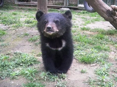 Moon Bear Cub (best bears, honestly) : r/NatureIsFuckingCute