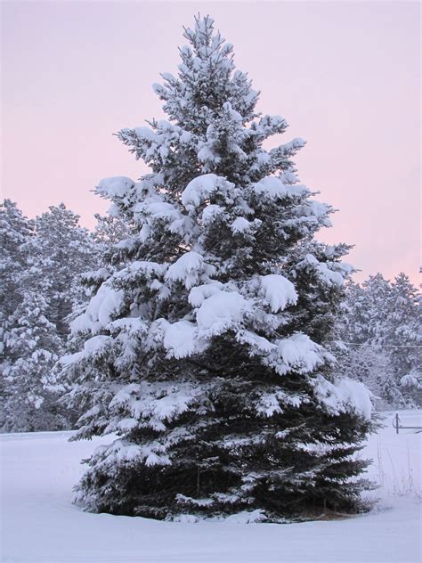 Snow Covered Pine Trees - Krysfill Myyearin