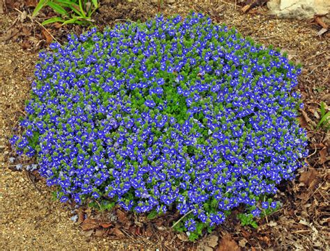 Tidal Pool Creeping Speedwell - Plant Library - Pahl's Market - Apple Valley, MN