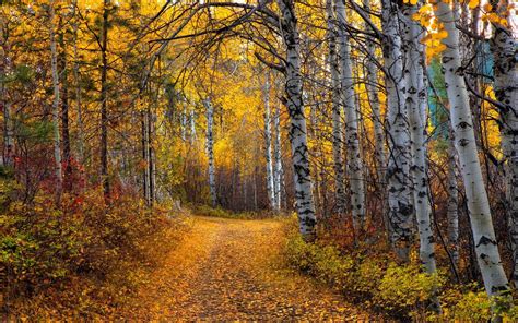 Yellow Aspen Trees Forest Wallpapers - Wallpaper Cave