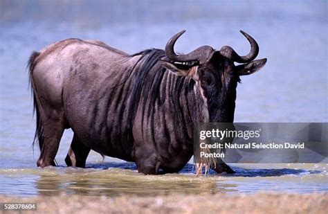 325 Lake Magadi Stock Photos, High-Res Pictures, and Images - Getty Images