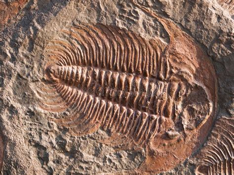 Fossil of Hydrocephalus Briareus from Cambrian Period Found in Marroco Stock Image - Image of ...