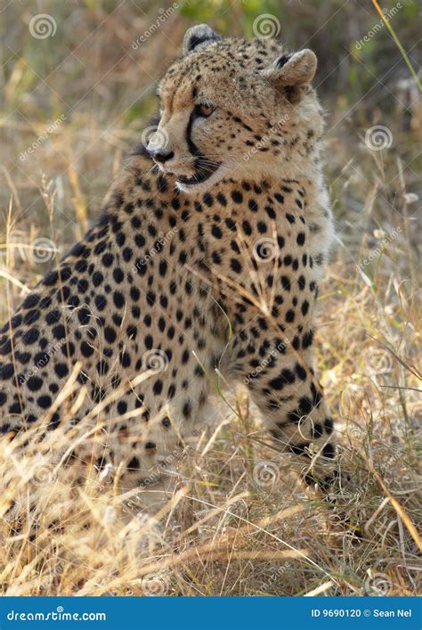 Cheetah hunting stock photo. Image of acinonyx, jubatus - 9690120