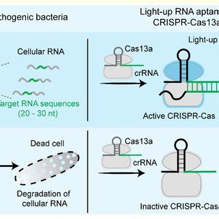 (a) Schematic illustration of the working principle of bacterial ...