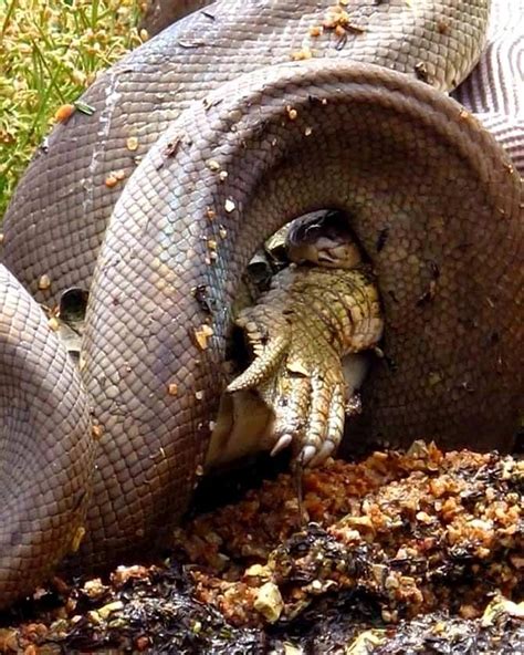 Python swallows crocodile in an epic battle – Apr Daily