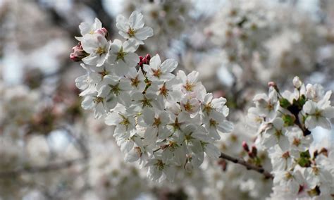 University of Washington Cherry Blossoms