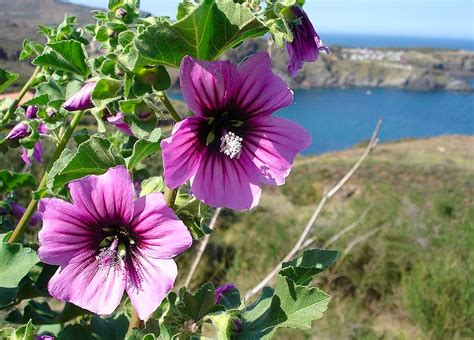 An Easy Growing Guide for Cultivating Stunning Lavatera Mallows ...