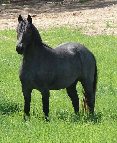 Nokota Horse Info, Origin, History, Pictures