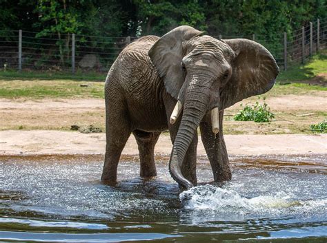 The North Carolina Zoo’s tram system helps guests see everything the zoo has to offer | myfox8.com