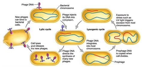 Bacterial Transduction- Horizontal gene transfer- lytic and lysogenic cycle