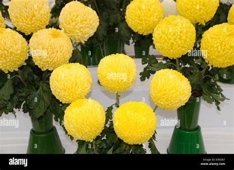 Yellow Chrysanthemums in exhibition vases Stock Photo - Alamy