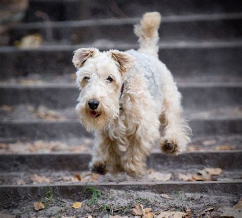 Lakeland Terrier Dog Breed - Pictures, Information, Temperament ...