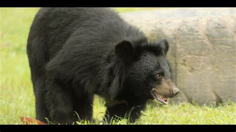 Moon Bear Facts | Bile | Blue | Farming