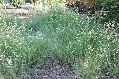 Bouteloua gracilis | California Flora Nursery