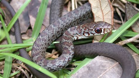 Baby snakes are plentiful in autumn | ECOVIEWS