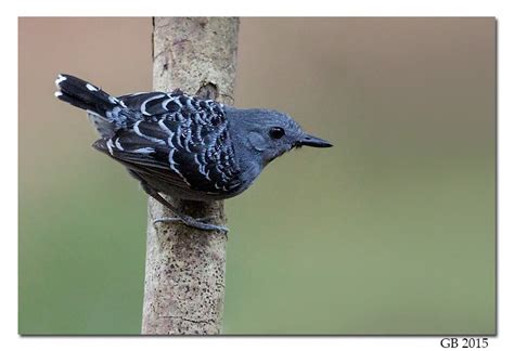 XINGU SCALE-BACKED ANTBIRD