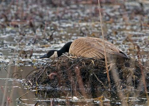 Dan Gomola Wildlife Photography | Spring Waterfowl Migration Wrap-up Part II