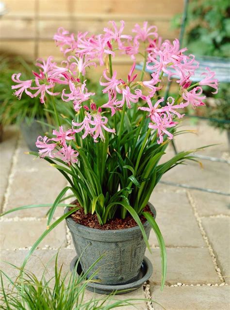 Best Summer Bulbs for Containers: Nerine bowdenii is a fall-flowering bulb with fragrant, candy ...