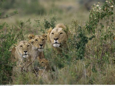 AFRIQUE DU SUD. Les animaux sauvages traqués par les touristes ...