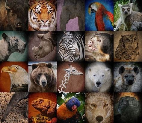 EcoworldReactor: "HAPPY WORLD ANIMAL DAY"