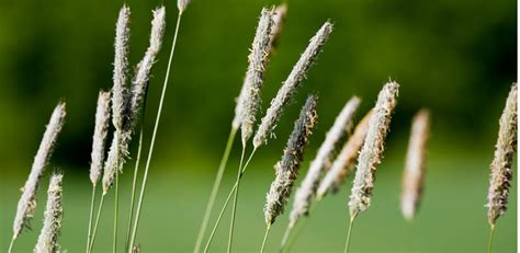 Timothy (Phleum) Genus Level details and Allergy Info | Pollen.com