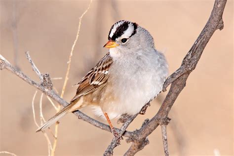 All About Birds: White-crowned Sparrow