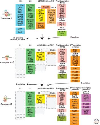 Spliceosome Structure and Function