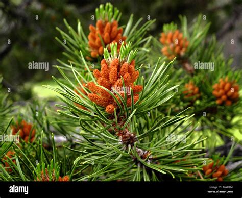 Lodgepole pine cones hi-res stock photography and images - Alamy