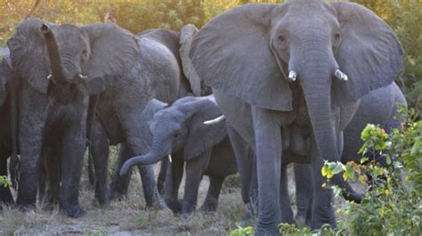 Elephants ‘trample’ suspected poacher to death in South Africa