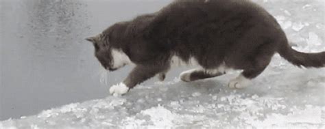 Cat Fishing GIF - Find & Share on GIPHY