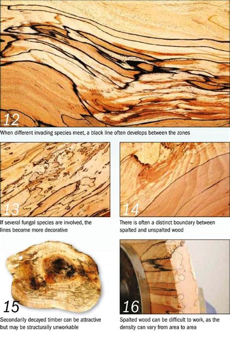 Spalted wood Photo_4 | Woodworking Photos and Images