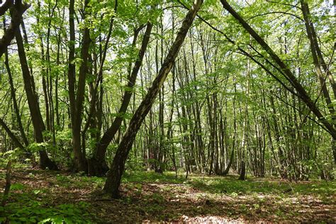 Coppicing & Woodland - SB Stonewalling Hedgelaying