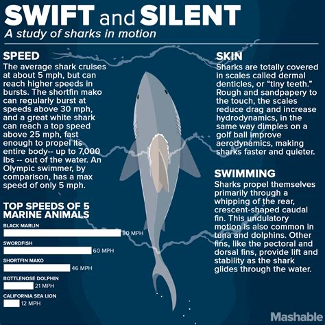 Swift and Silent a Study of Sharks in Motion #infographic | Shark facts, Shark, Marine animals